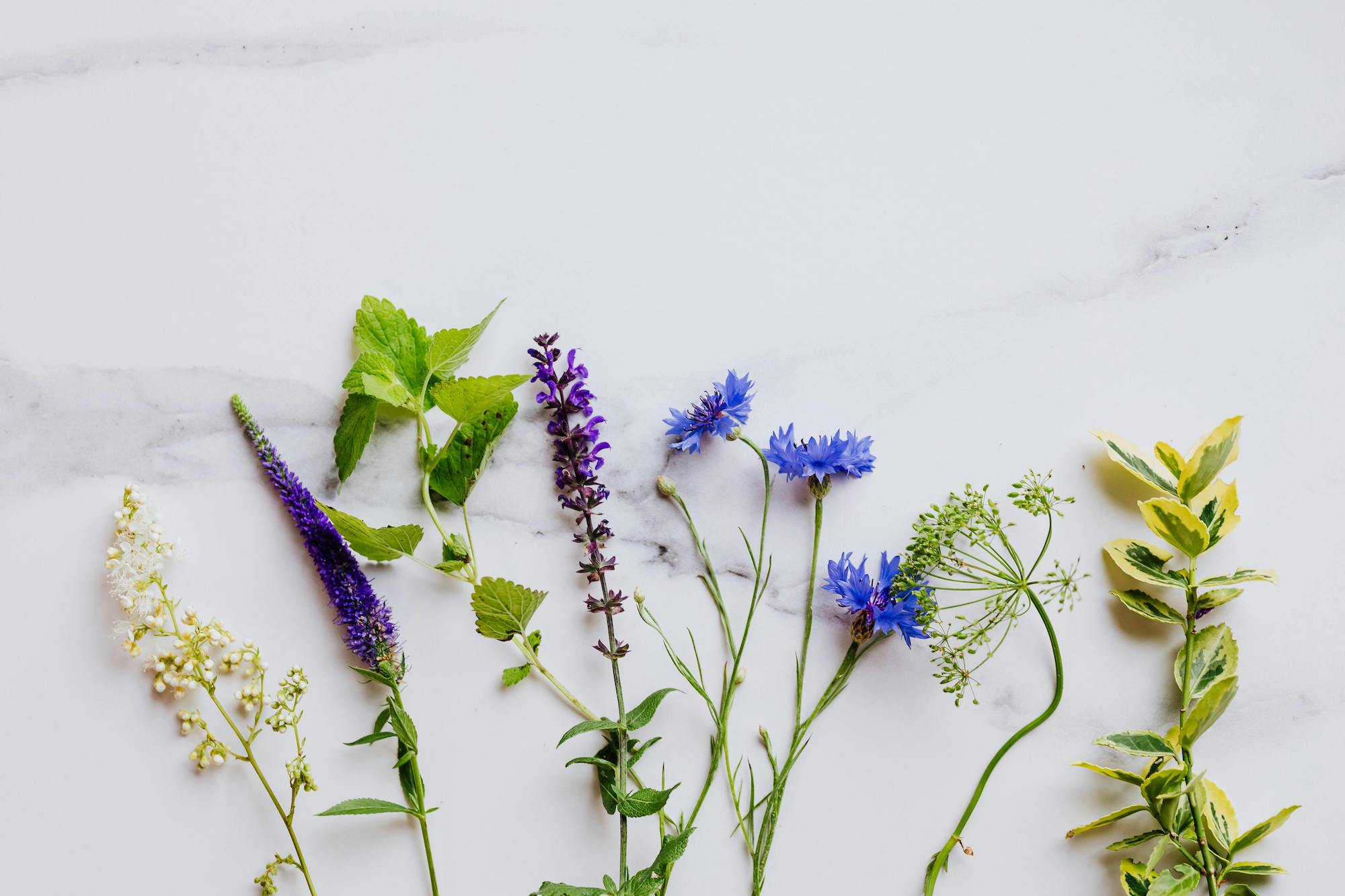 From the garden to the kitchen: edible flowers